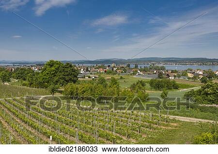 Stock Image - Vineyards, Reichenau Island, Lake Constance, Baden-Wuerttemberg, southern Germany, Germany, Europe. Fotosearch