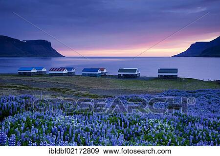 Stock Photo - Violet Nootka Lupine (Lupinus nootkatensis), fish drying huts, sunset at the village of Þingeyri, Thingeyri, Dýrafjoerður Fjord, Dyrafjoerdur, Westfjords, Iceland, Europe. Fotosearch
