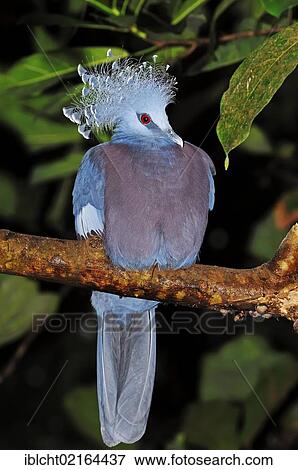 Western Crowned Pigeon, Common Crowned Pigeon or Blue Crowned Pigeon (Goura cristata), Asian species, captive, North Rhine-Westphalia, Germany, Europe View Large Photo Image Stock Photo - Western Crowned Pigeon, Common Crowned Pigeon or Blue Crowned Pigeon (Goura cristata), Asian species, captive, North Rhine-Westphalia, Germany, Europe. Fotosearch