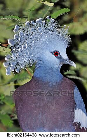 Western Crowned Pigeon, Common Crowned Pigeon or Blue Crowned Pigeon (Goura cristata), Asian species, captive, North Rhine-Westphalia, Germany, Europe View Large Photo Image Stock Photo - Western Crowned Pigeon, Common Crowned Pigeon or Blue Crowned Pigeon (Goura cristata), Asian species, captive, North Rhine-Westphalia, Germany, Europe. Fotosearch