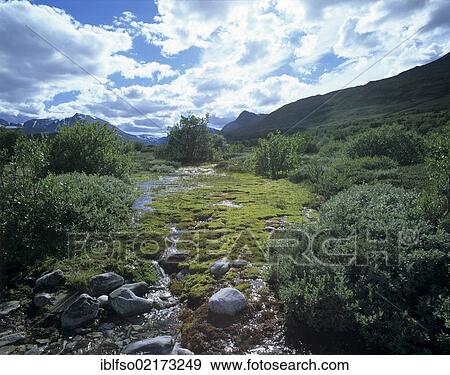 Wetlands area, swamp, Rondane National Park, Norway, Scandinavia, Europe View Large Photo Image Stock Photo - Wetlands area, swamp, Rondane National Park, Norway, Scandinavia, Europe. Fotosearch