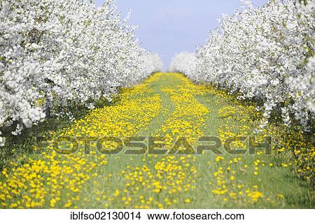White blossoming fruit tree plantation with yellow Dandelions (Taraxacum sect. Ruderalia), Thuringia, Germany, Europe View Large Photo Image Picture - White blossoming fruit tree plantation with yellow Dandelions (Taraxacum sect. Ruderalia), Thuringia, Germany, Europe. Fotosearch