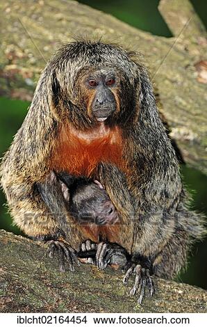 Picture - White-faced Saki, Guianan Saki or Golden-face Saki (Pithecia pithecia), female with baby, South American species, Czech Republic, Europe. Fotosearch