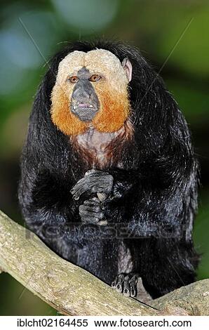 White-faced Saki, Guianan Saki or Golden-face Saki (Pithecia pithecia), male, South American species, Czech Republic, Europe View Large Photo Image Stock Photography - White-faced Saki, Guianan Saki or Golden-face Saki (Pithecia pithecia), male, South American species, Czech Republic, Europe. Fotosearch