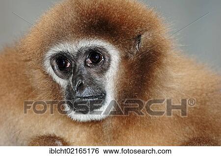 Stock Photograph - White-handed Gibbon or Lar Gibbon (Hylobates lar), portrait, Asian species, captive, Czech Republic, Europe. Fotosearch