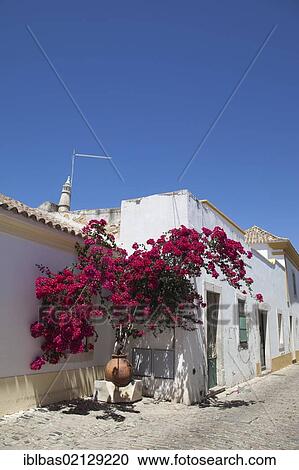 Stock Image - White house with a bougainvillea in the old city of Faro, Algarve, Portugal, Europe. Fotosearch