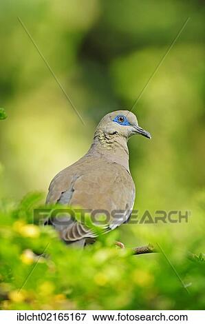 Stock Photo - White-winged Dove (Zenaida asiatica), North American species, captive, North Rhine-Westphalia, Germany, Europe. Fotosearch