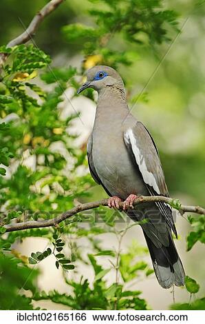 Stock Photograph - White-winged Dove (Zenaida asiatica), North American species, captive, North Rhine-Westphalia, Germany, Europe. Fotosearch