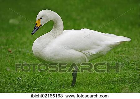 Whooper Swan (Cygnus cygnus), Lower Saxony, Germany, Europe View Large Photo Image Stock Image - Whooper Swan (Cygnus cygnus), Lower Saxony, Germany, Europe. Fotosearch