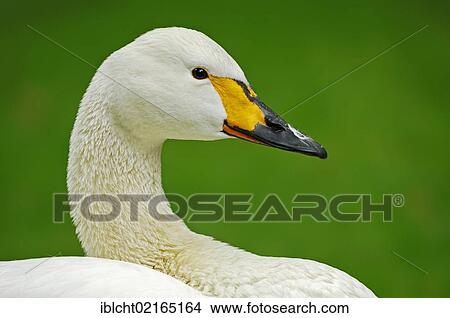 Picture - Whooper Swan (Cygnus cygnus), portrait, Lower Saxony, Germany, Europe. Fotosearch