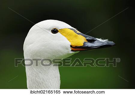 Whooper Swan (Cygnus cygnus), portrait, Lower Saxony, Germany, Europe View Large Photo Image Stock Photography - Whooper Swan (Cygnus cygnus), portrait, Lower Saxony, Germany, Europe. Fotosearch