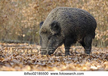 Wild boar (Sus scrofa), female, wild sow foraging, captive, North Rhine-Westphalia, Germany, Europe View Large Photo Image Stock Image - Wild boar (Sus scrofa), female, wild sow foraging, captive, North Rhine-Westphalia, Germany, Europe. Fotosearch