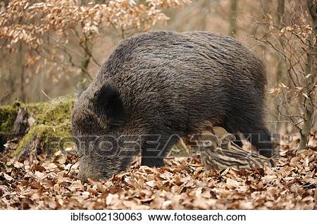 Wild Boar (Sus scrofa), sow with suckling piglets, Germany, Europe View Large Photo Image Stock Image - Wild Boar (Sus scrofa), sow with suckling piglets, Germany, Europe. Fotosearch