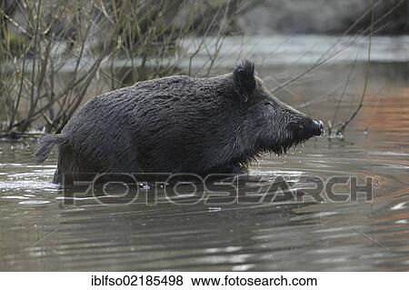 Wild boar (Sus scrofa), standing in water, captive, North Rhine-Westphalia, Germany, Europe View Large Photo Image Stock Photo - Wild boar (Sus scrofa), standing in water, captive, North Rhine-Westphalia, Germany, Europe. Fotosearch