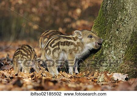 Wild boars (Sus scrofa), shoats, captive, North Rhine-Westphalia, Germany, Europe View Large Photo Image Stock Image - Wild boars (Sus scrofa), shoats, captive, North Rhine-Westphalia, Germany, Europe. Fotosearch