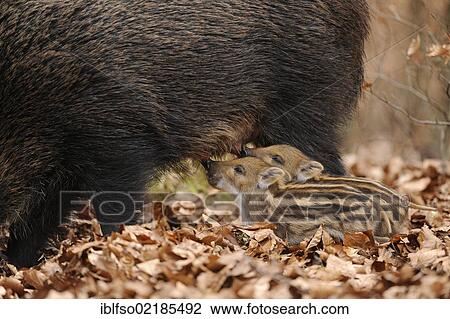 Stock Image - Wild Boars (Sus scrofa), sow suckling piglets, in an enclosure, North Rhine-Westphalia, Germany, Europe. Fotosearch