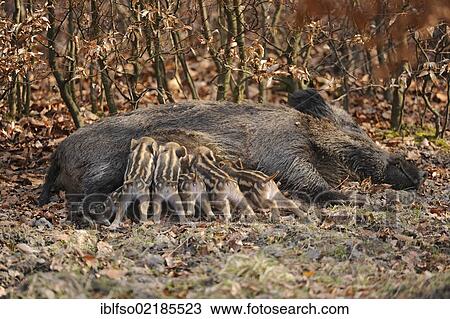 Wild Boars (Sus scrofa), sow suckling piglets, in an enclosure, North Rhine-Westphalia, Germany, Europe View Large Photo Image Stock Image - Wild Boars (Sus scrofa), sow suckling piglets, in an enclosure, North Rhine-Westphalia, Germany, Europe. Fotosearch