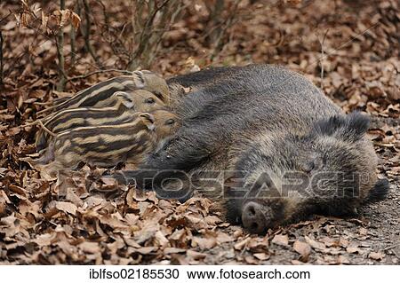 Wild Boars (Sus scrofa), sow suckling piglets, in an enclosure, North Rhine-Westphalia, Germany, Europe View Large Photo Image Stock Image - Wild Boars (Sus scrofa), sow suckling piglets, in an enclosure, North Rhine-Westphalia, Germany, Europe. Fotosearch