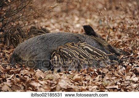Wild Boars (Sus scrofa), sow suckling piglets, in an enclosure, North Rhine-Westphalia, Germany, Europe View Large Photo Image Stock Image - Wild Boars (Sus scrofa), sow suckling piglets, in an enclosure, North Rhine-Westphalia, Germany, Europe. Fotosearch