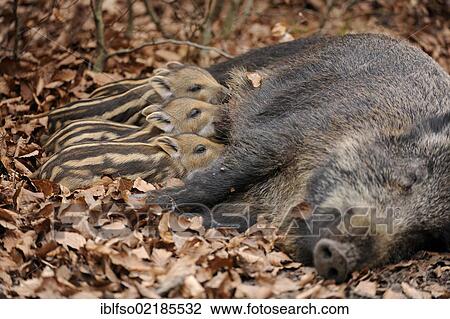 Wild Boars (Sus scrofa), sow suckling piglets, in an enclosure, North Rhine-Westphalia, Germany, Europe View Large Photo Image Stock Image - Wild Boars (Sus scrofa), sow suckling piglets, in an enclosure, North Rhine-Westphalia, Germany, Europe. Fotosearch
