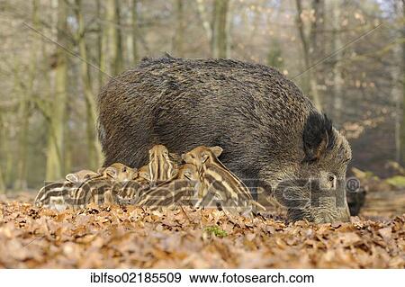 Wild Boars (Sus scrofa), sow suckling piglets, in an enclosure, North Rhine-Westphalia, Germany, Europe View Large Photo Image Stock Photo - Wild Boars (Sus scrofa), sow suckling piglets, in an enclosure, North Rhine-Westphalia, Germany, Europe. Fotosearch