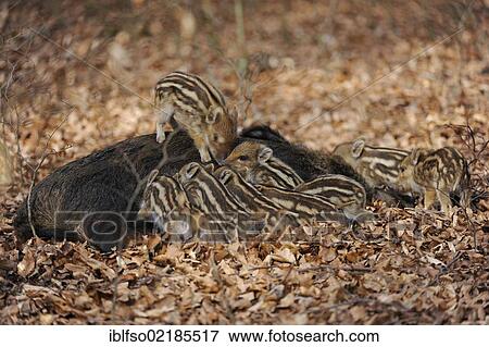 Wild Boars (Sus scrofa), sow suckling piglets, in an enclosure, North Rhine-Westphalia, Germany, Europe View Large Photo Image Stock Photo - Wild Boars (Sus scrofa), sow suckling piglets, in an enclosure, North Rhine-Westphalia, Germany, Europe. Fotosearch