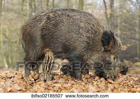 Wild Boars (Sus scrofa), sow with a suckling piglet, in an enclosure, North Rhine-Westphalia, Germany, Europe View Large Photo Image Stock Photo - Wild Boars (Sus scrofa), sow with a suckling piglet, in an enclosure, North Rhine-Westphalia, Germany, Europe. Fotosearch