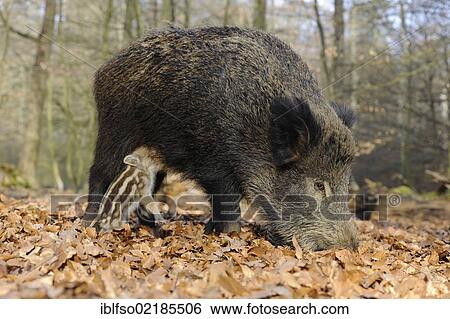Wild Boars (Sus scrofa), sow with a suckling piglet, in an enclosure, North Rhine-Westphalia, Germany, Europe View Large Photo Image Stock Photograph - Wild Boars (Sus scrofa), sow with a suckling piglet, in an enclosure, North Rhine-Westphalia, Germany, Europe. Fotosearch