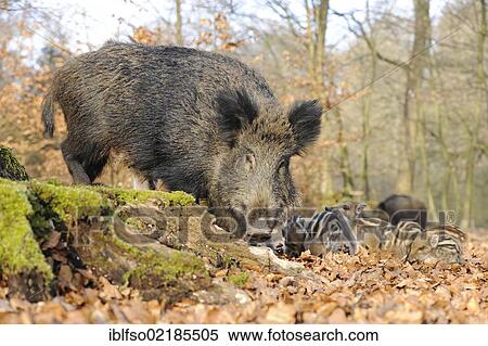 Wild Boars (Sus scrofa), sow with piglets, in an enclosure, North Rhine-Westphalia, Germany, Europe View Large Photo Image Stock Photography - Wild Boars (Sus scrofa), sow with piglets, in an enclosure, North Rhine-Westphalia, Germany, Europe. Fotosearch