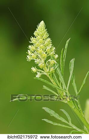Stock Image - Wild mignonette (Reseda lutea), North Rhine-Westphalia, Germany, Europe. Fotosearch