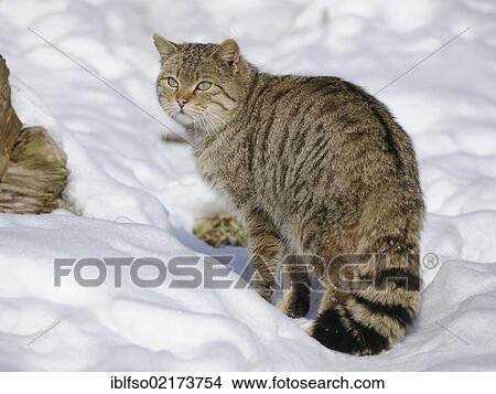 Wildcat (Felis silvestris), male, tomcat, in the snow, enclosure, captive, Thuringia, Germany, Europe View Large Photo Image Picture - Wildcat (Felis silvestris), male, tomcat, in the snow, enclosure, captive, Thuringia, Germany, Europe. Fotosearch