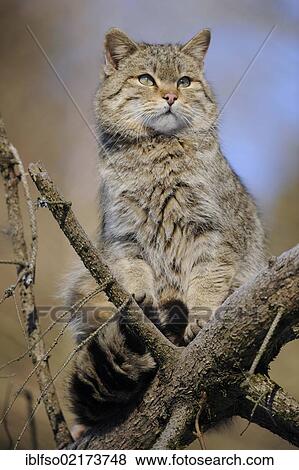 Wildcat (Felis silvestris), male, tomcat, enclosure, captive, Thuringia, Germany, Europe View Large Photo Image Stock Photo - Wildcat (Felis silvestris), male, tomcat, enclosure, captive, Thuringia, Germany, Europe. Fotosearch