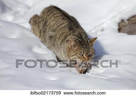 Wildcat (Felis silvestris), male, tomcat, in the snow, with mouse in fangs, enclosure, captive, Thuringia, Germany, Europe View Large Photo Image Stock Photo - Wildcat (Felis silvestris), male, tomcat, in the snow, with mouse in fangs, enclosure, captive, Thuringia, Germany, Europe. Fotosearch