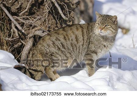 Wildcat (Felis silvestris), male, tomcat, in the snow, enclosure, captive, Thuringia, Germany, Europe View Large Photo Image Stock Photography - Wildcat (Felis silvestris), male, tomcat, in the snow, enclosure, captive, Thuringia, Germany, Europe. Fotosearch