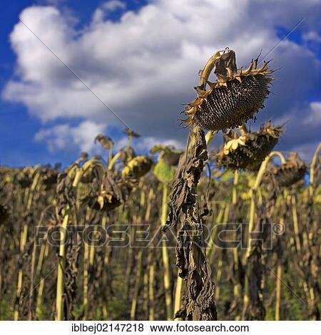 Wilted Sunflowers (Helianthus annuus), sunflower field, Limagne, Auvergne, France, Europe View Large Photo Image Stock Photo - Wilted Sunflowers (Helianthus annuus), sunflower field, Limagne, Auvergne, France, Europe. Fotosearch
