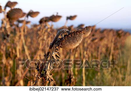 Stock Photo - Wilted Sunflowers (Helianthus annuus), sunflower field, Limagne, Auvergne, France, Europe. Fotosearch