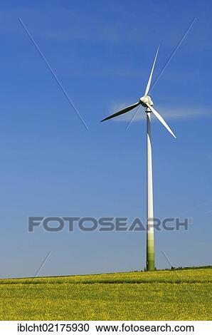 Stock Image - Wind turbine in blooming canola field, North Rhine-Westphalia, Germany, Europe. Fotosearch