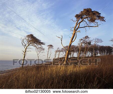 Windblown Pines (Pinus sylvestris) on the western beach of Darss Peninsula, Bodden Landscape National Park, Mecklenburg-Western Pomerania, Germany, Europe View Large Photo Image Stock Photography - Windblown Pines (Pinus sylvestris) on the western beach of Darss Peninsula, Bodden Landscape National Park, Mecklenburg-Western Pomerania, Germany, Europe. Fotosearch