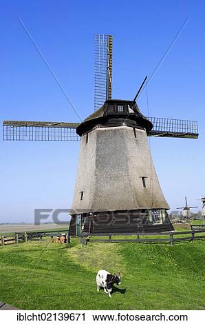 Windmill and a domestic goat, Schermerhorn, Schermer, North Holland, Holland, Netherlands, Europe View Large Photo Image Stock Image - Windmill and a domestic goat, Schermerhorn, Schermer, North Holland, Holland, Netherlands, Europe. Fotosearch