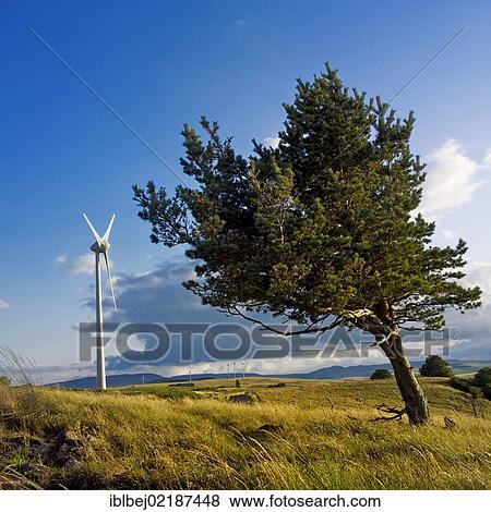 Stock Photo - Windswept tree, wind turbine, Auvergne, France, Europe. Fotosearch