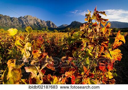 Stock Image - Wine Grapes (Vitis), landscape, Franschhoek Valley, Western Cape, South Africa, Africa. Fotosearch