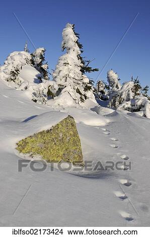 Winter landscape on Mt Brocken, tracks of a lynx (Lynx lynx) in the snow, Harz mountain range, Saxony-Anhalt, Germany, Europe View Large Photo Image Picture - Winter landscape on Mt Brocken, tracks of a lynx (Lynx lynx) in the snow, Harz mountain range, Saxony-Anhalt, Germany, Europe. Fotosearch