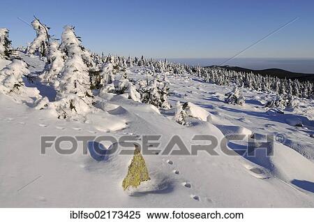 Winter landscape on Mt Brocken, tracks of a lynx (Lynx lynx) in the snow, Harz mountain range, Saxony-Anhalt, Germany, Europe View Large Photo Image Stock Photography - Winter landscape on Mt Brocken, tracks of a lynx (Lynx lynx) in the snow, Harz mountain range, Saxony-Anhalt, Germany, Europe. Fotosearch