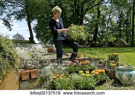 Woman gardening View Large Photo Image Stock Photo - Woman gardening. Fotosearch