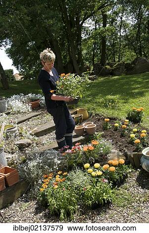 Woman gardening View Large Photo Image Stock Photo - Woman gardening. Fotosearch