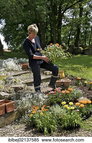 Woman gardening View Large Photo Image Stock Photography - Woman gardening. Fotosearch