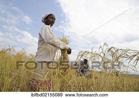 Woman harvesting crops outside a little village in Jorhat region, Assam, India, Asia View Large Photo Image Stock Photo - Woman harvesting crops outside a little village in Jorhat region, Assam, India, Asia. Fotosearch