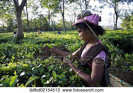 Stock Image - Woman plucking tea leaves, Assam tea gardens produce around 700, 000 kg of tea every year, Suban Siri, Assam, India, Asia. Fotosearch