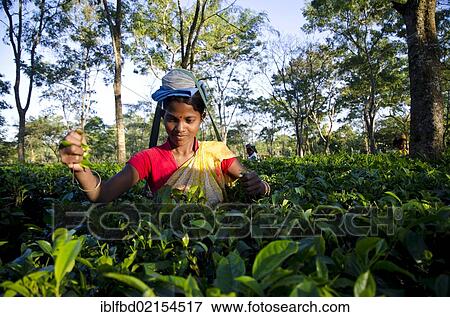 Stock Photo - Woman plucking tea leaves, Assam tea gardens produce around 700, 000 kg of tea every year, Suban Siri, Assam, India, Asia. Fotosearch