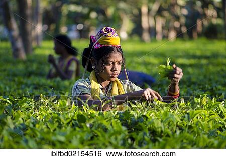 Woman plucking tea leaves, Assam tea gardens produce around 700, 000 kg of tea every year, Suban Siri, Assam, India, Asia View Large Photo Image Stock Photograph - Woman plucking tea leaves, Assam tea gardens produce around 700, 000 kg of tea every year, Suban Siri, Assam, India, Asia. Fotosearch